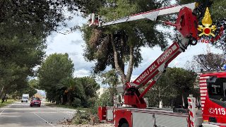Vento forte, nel Piceno 15 interventi per alberi pericolanti